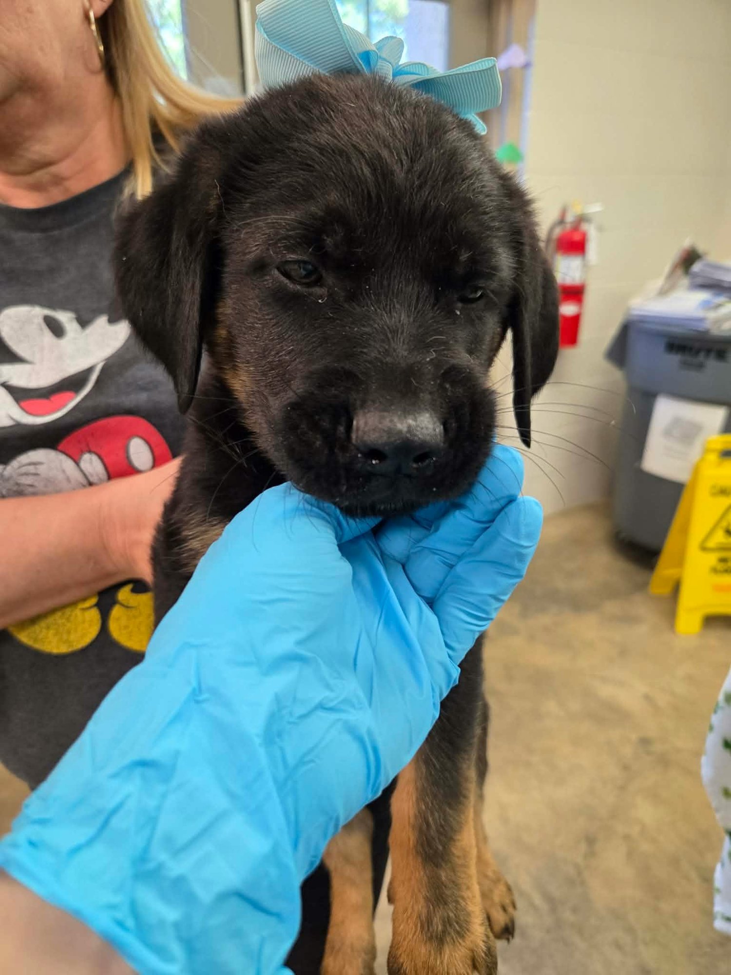 ODIN (NY-SARAH) - German Shepherd Dog / Golden Retriever available for adoption