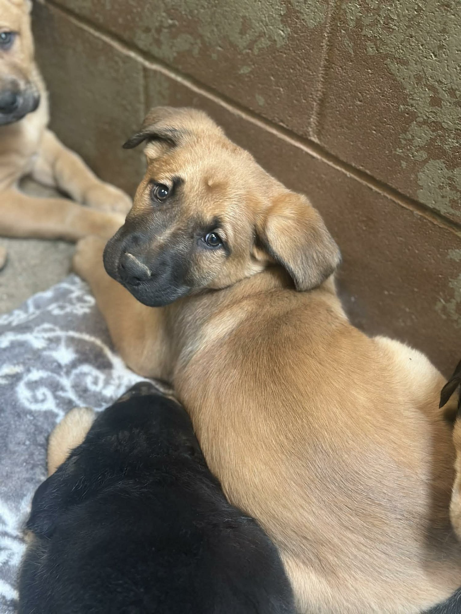 COOPER (NY-SARAH) - Labrador Retriever / German Shepherd Dog available for adoption