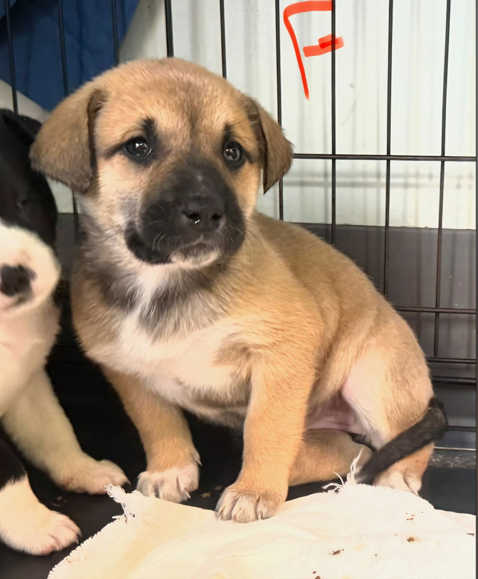 PIPER (NY-SARAH) - Labrador Retriever / Australian Shepherd available for adoption