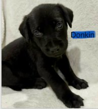 DUNKIN (NY-SARAH) - Labrador Retriever available for adoption
