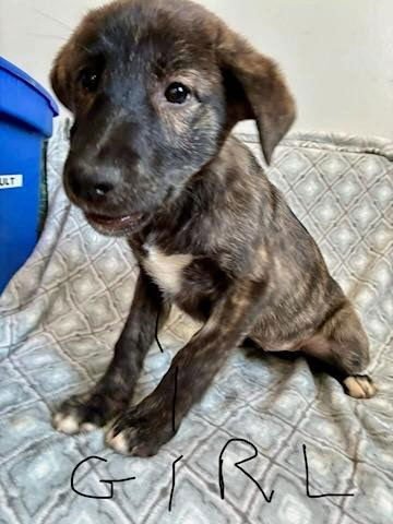 OPAL (NY-SARAH) - Belgian Shepherd Malinois / Dutch Shepherd available for adoption