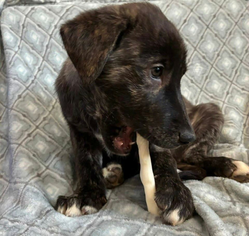 OPAL (NY-SARAH) - Belgian Shepherd Malinois / Dutch Shepherd available for adoption