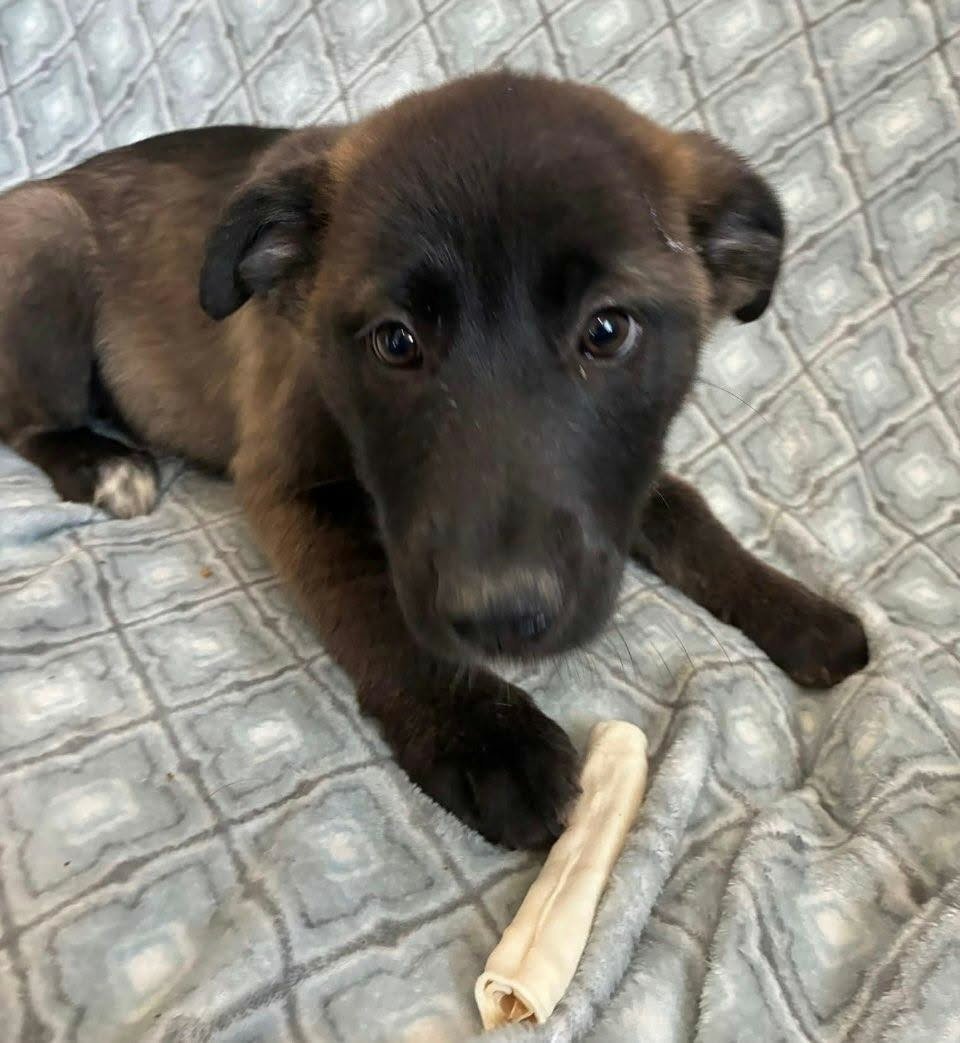 VENUS (NY-SARAH) - Belgian Shepherd Malinois available for adoption