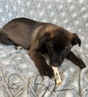 VENUS (NY-SARAH) - Belgian Shepherd Malinois available for adoption