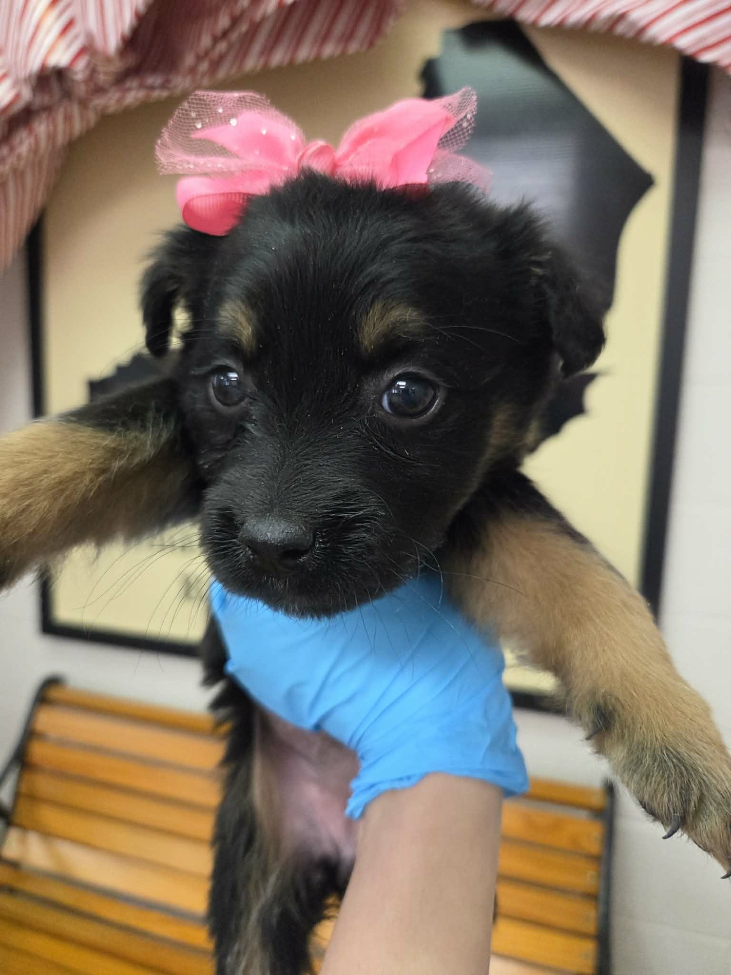 CALLI (NY-SHARI) - Labrador Retriever / German Shepherd Dog available for adoption