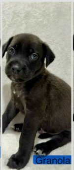 GRANOLA (NY-SARAH) - Labrador Retriever available for adoption