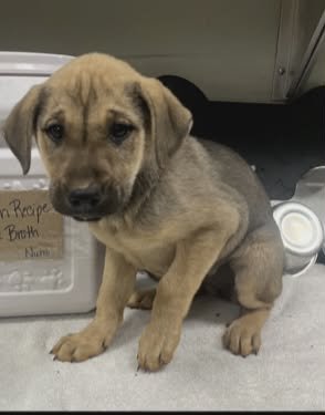 YARA (NY-SHARI) - German Shepherd Dog / Labrador Retriever available for adoption