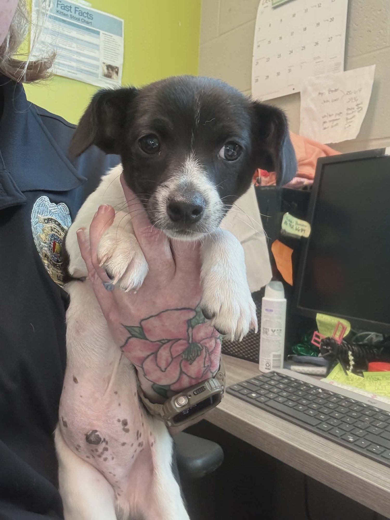 HUNTER (NY-EMILY) - Jack Russell Terrier available for adoption