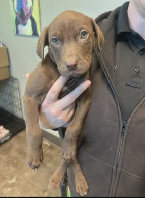 ZOEY (NY-SHARI) - Chocolate Labrador Retriever available for adoption