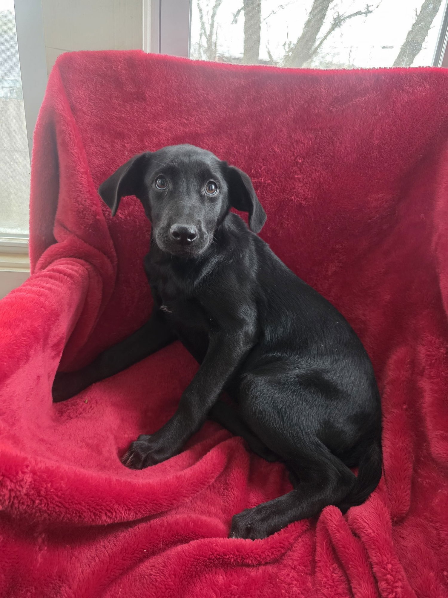 TRINA (NY-SHARI) *$150 ADOPTION FEE* - Labrador Retriever available for adoption