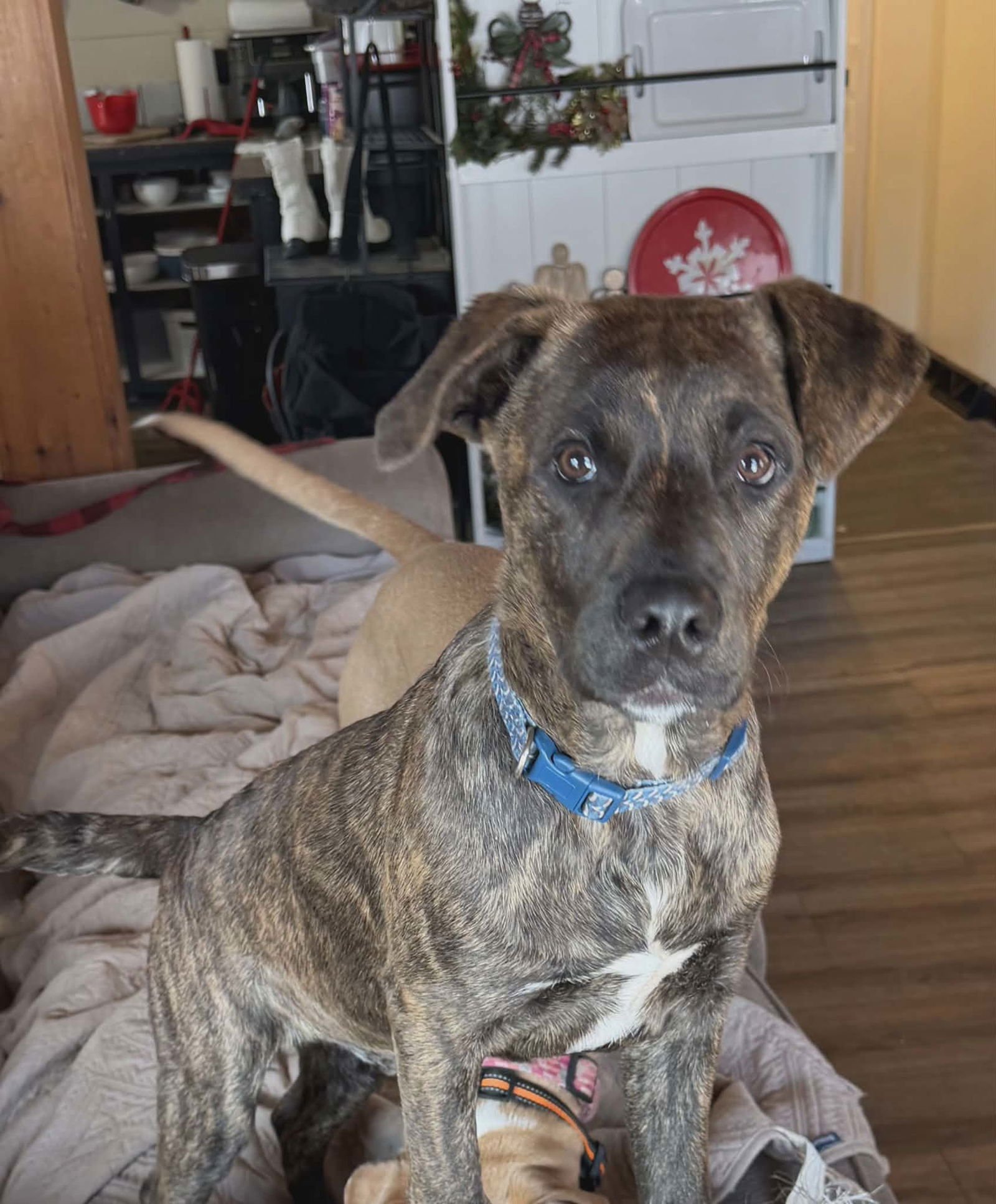 REX (POMPEY-NY) - Plott Hound / Labrador Retriever available for adoption