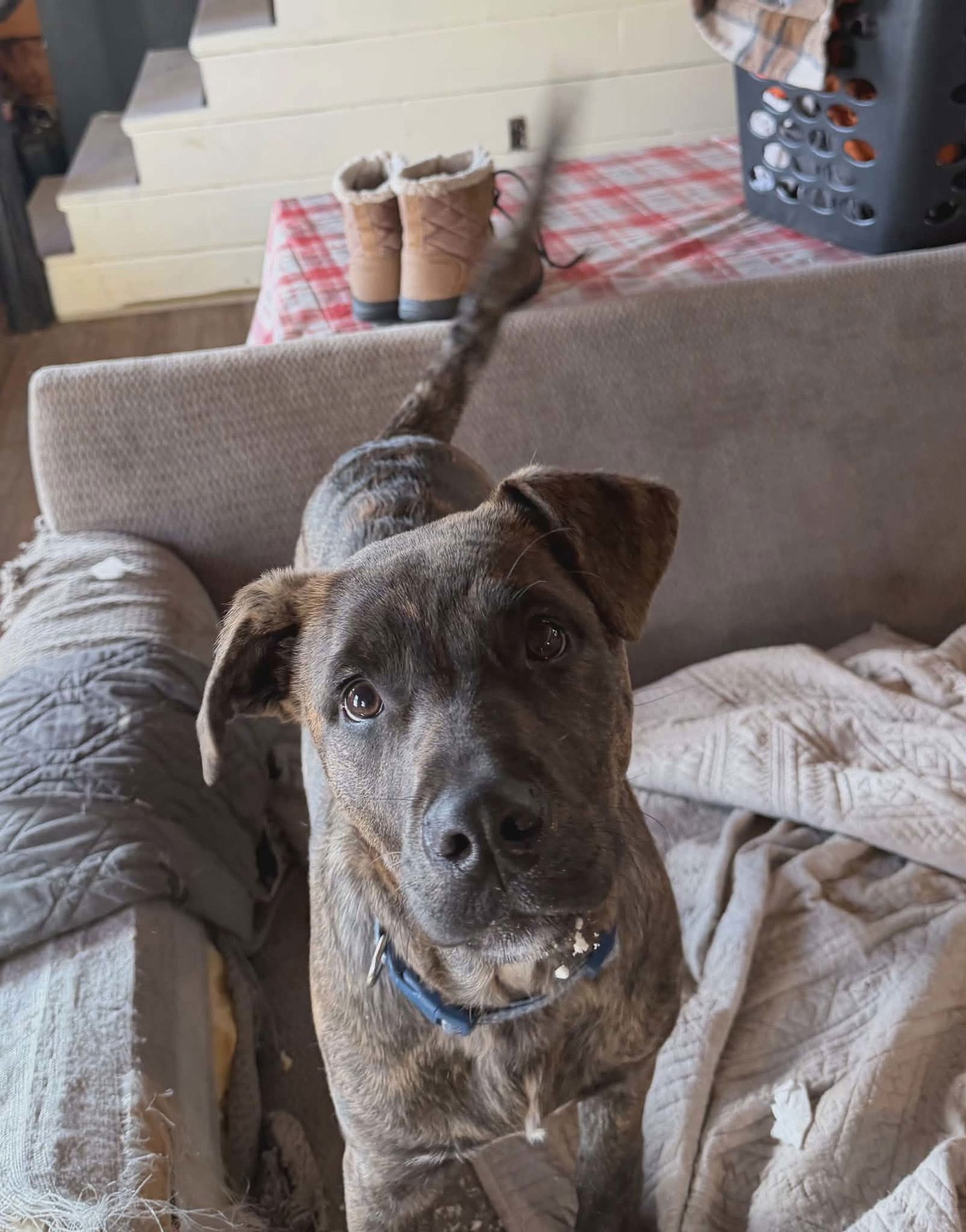 REX (POMPEY-NY) - Plott Hound / Labrador Retriever available for adoption