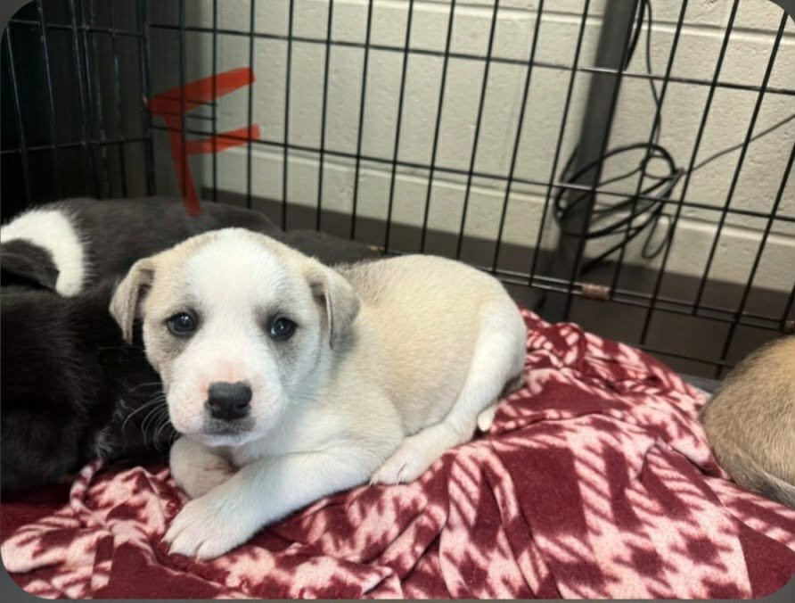 PIXEL (NY-SARAH) - Labrador Retriever / Australian Shepherd available for adoption