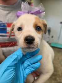 Nilla (NY-Lia) - Photo 1