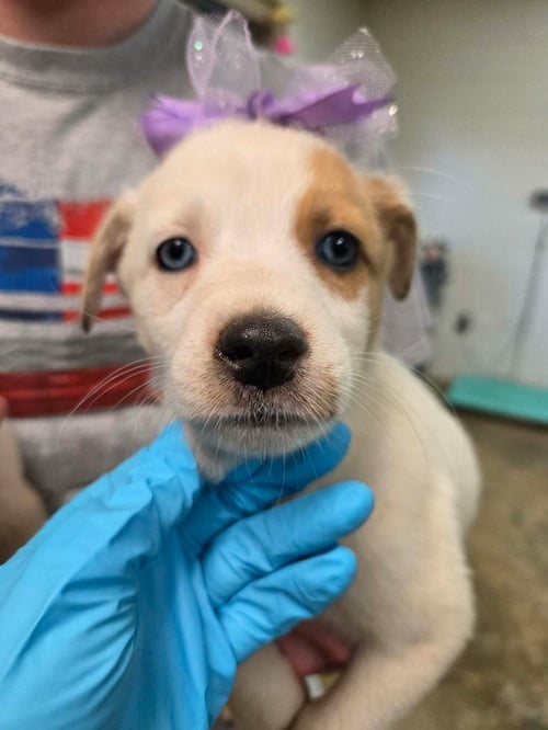 NILLA (NY-LIA) - Australian Shepherd / Labrador Retriever available for adoption