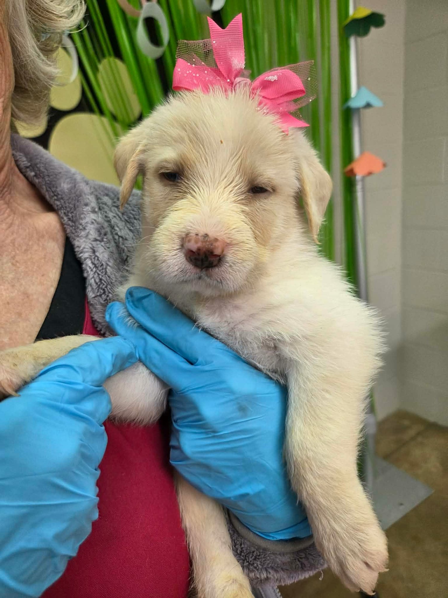 IVY (NY-LIA) - Poodle (Standard) / Labrador Retriever available for adoption