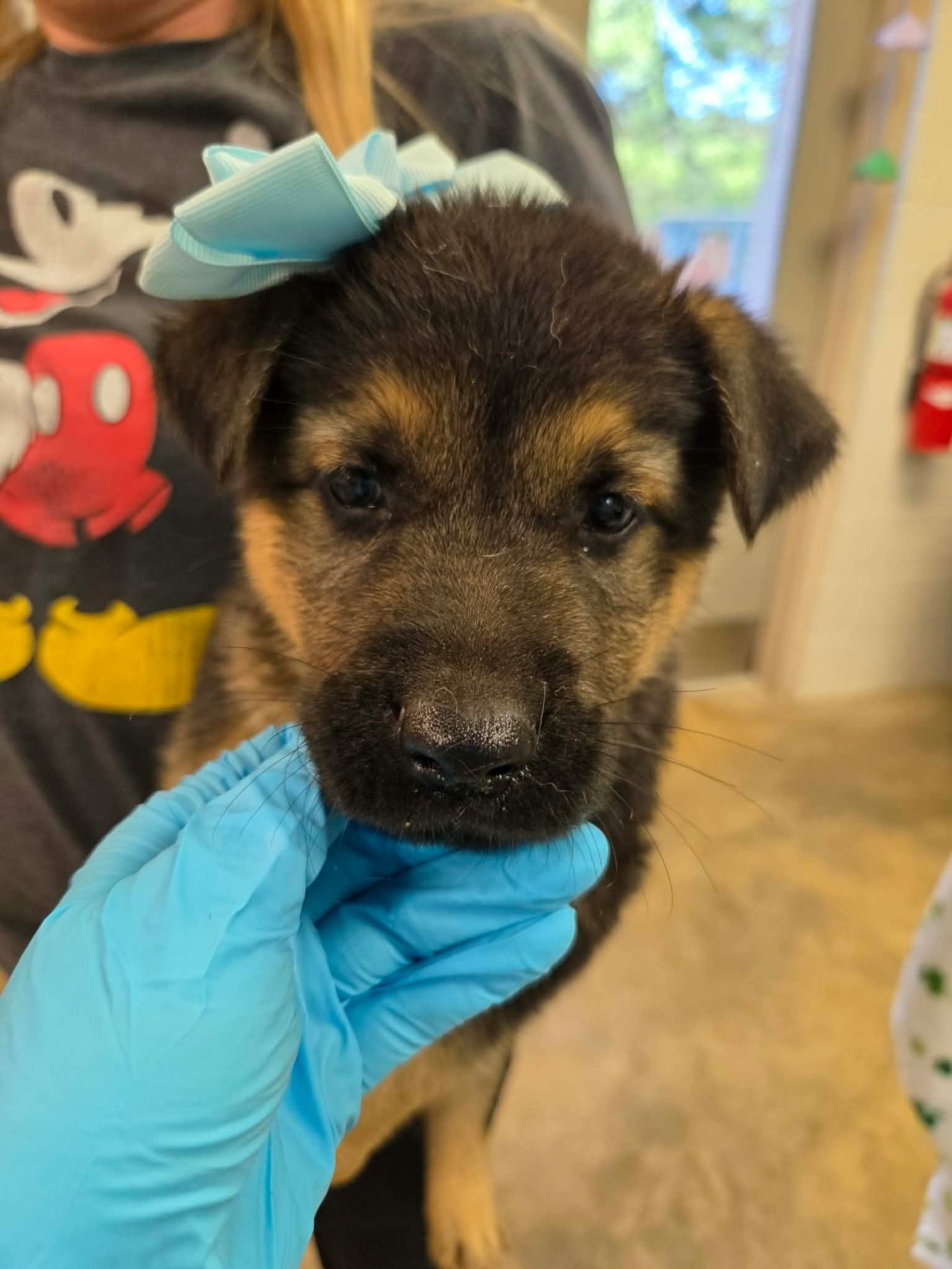 OTIS (NY-SARAH) - German Shepherd Dog / Golden Retriever available for adoption