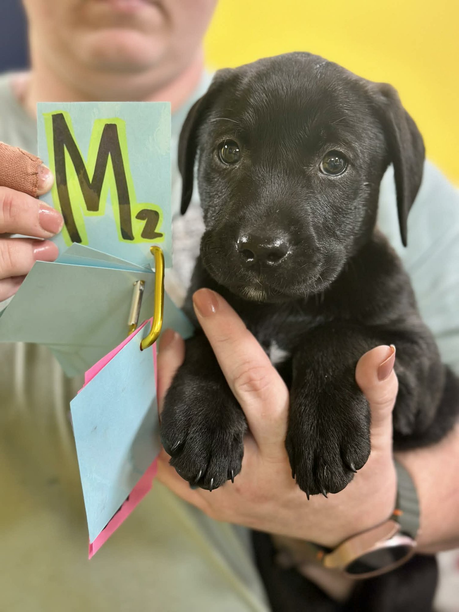NIMBUS (NY-SHARI) - Golden Retriever / Labrador Retriever available for adoption
