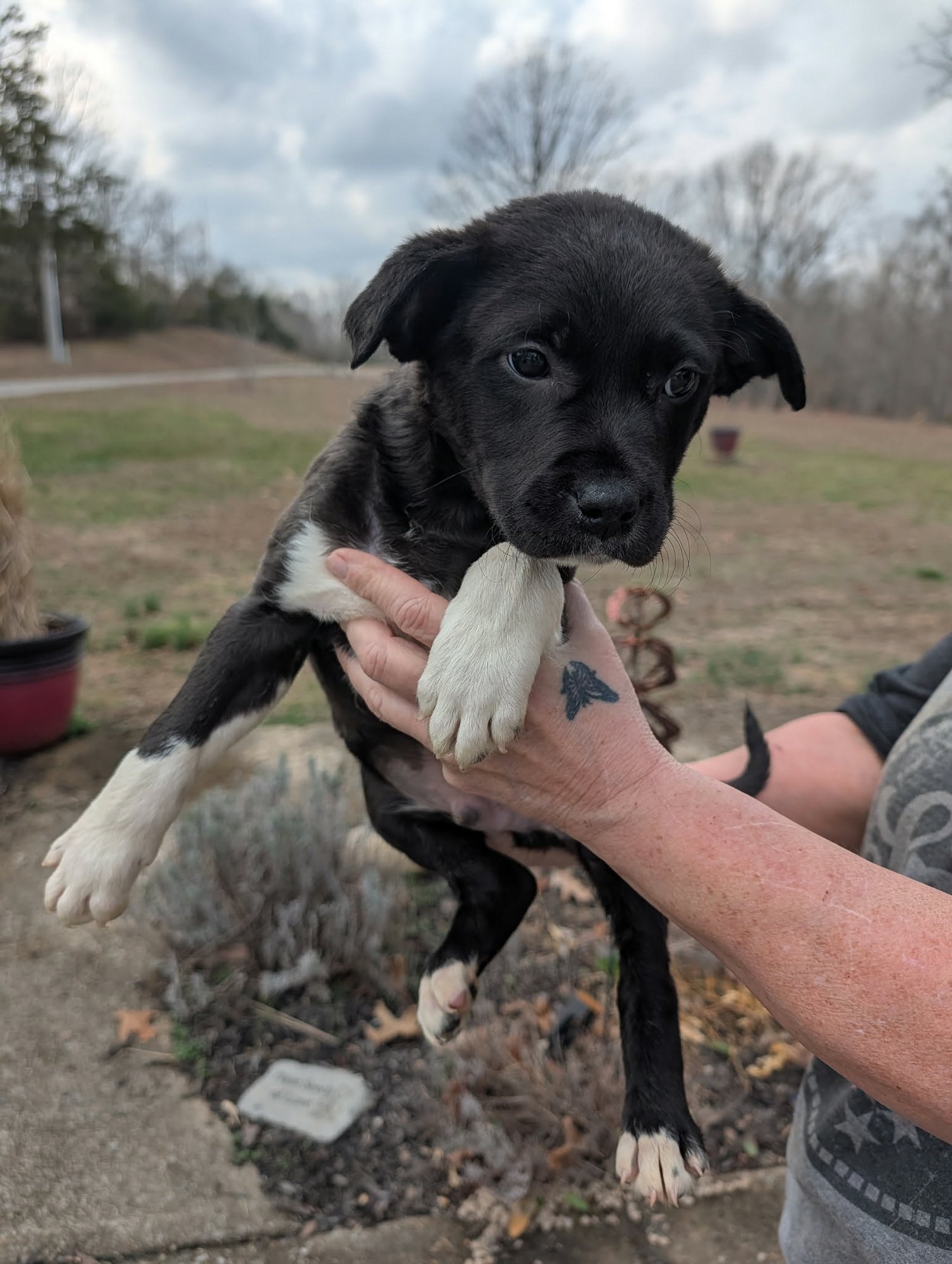 GOOFY (NY-SARAH) - Labrador Retriever available for adoption