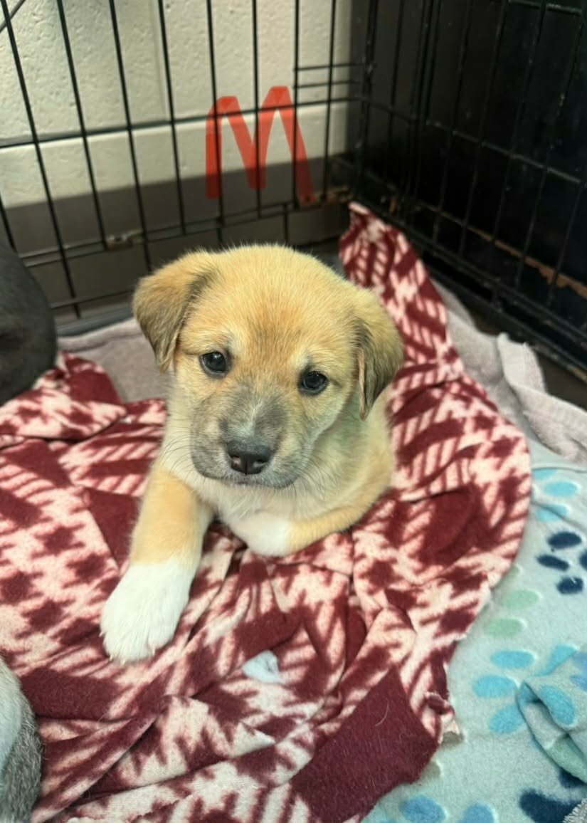 PRINCE (NY-SARAH) - Labrador Retriever / Australian Shepherd available for adoption