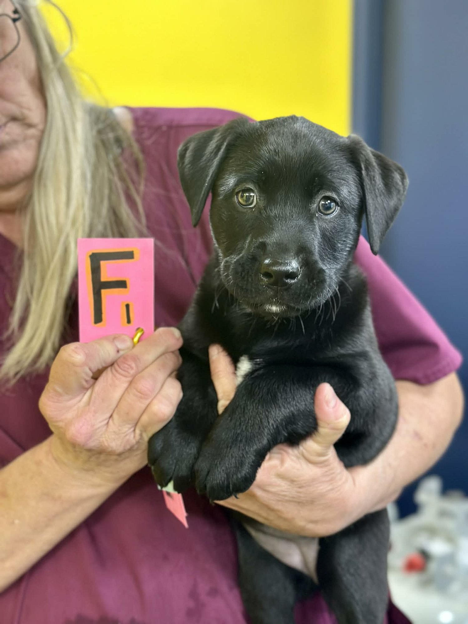 NELLIE (NY-SHARI) - Labrador Retriever / Golden Retriever available for adoption