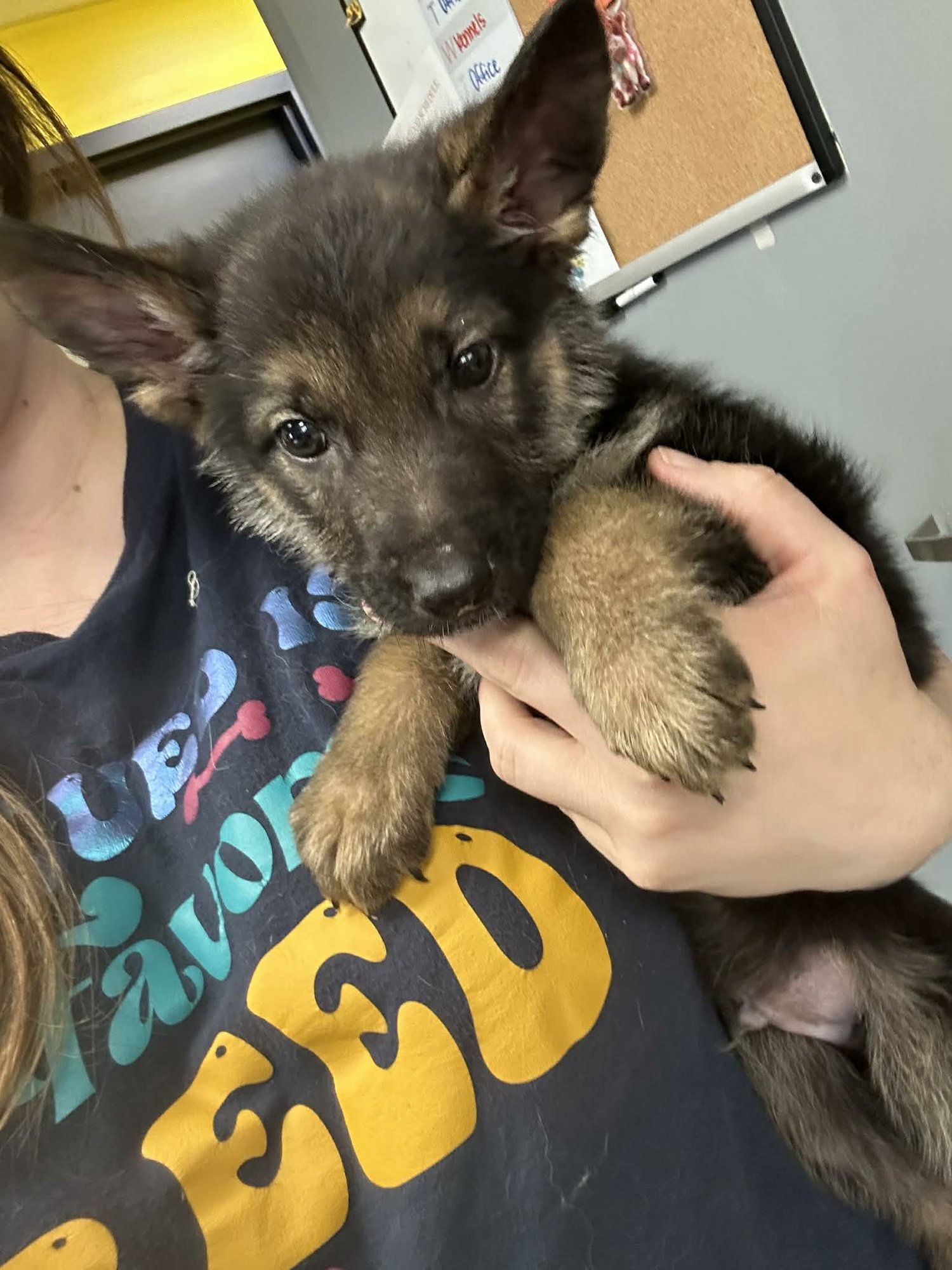 APOLLO (NY-SARAH) *PUREBRED* - German Shepherd Dog available for adoption