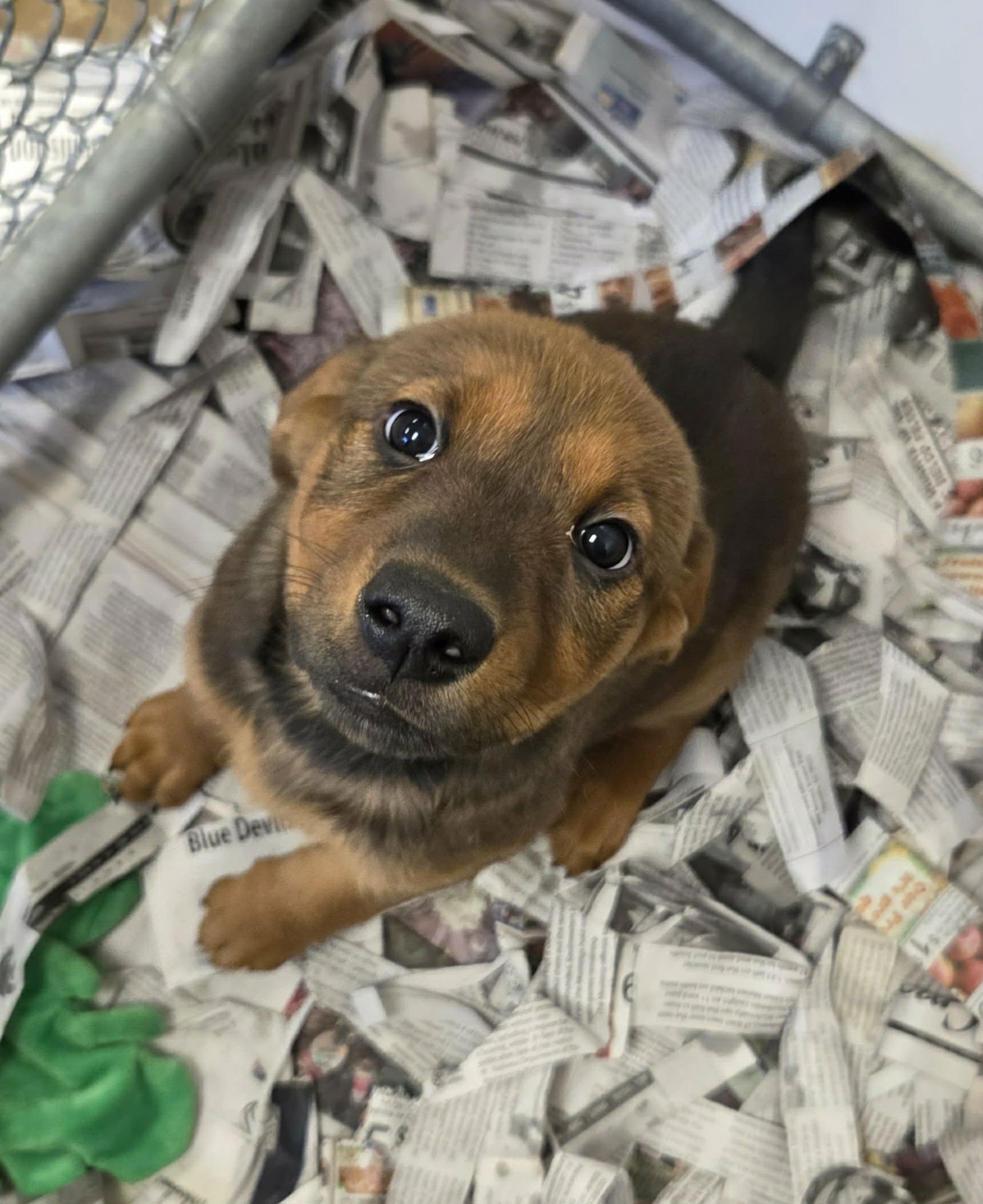 BALI (NY-SARAH) - Labrador Retriever / German Shepherd Dog available for adoption