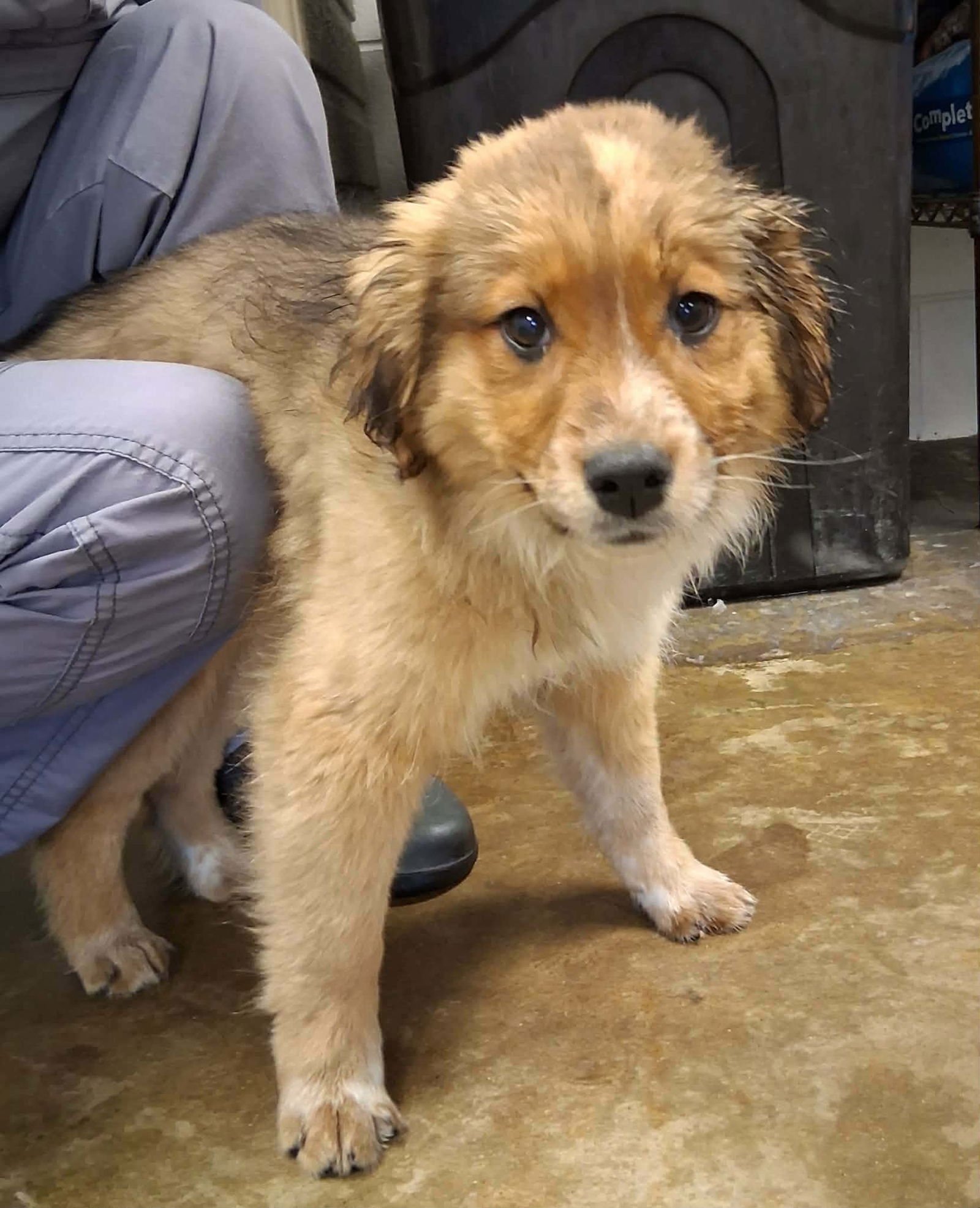 CLEO (NY-SHARI) - Corgi available for adoption