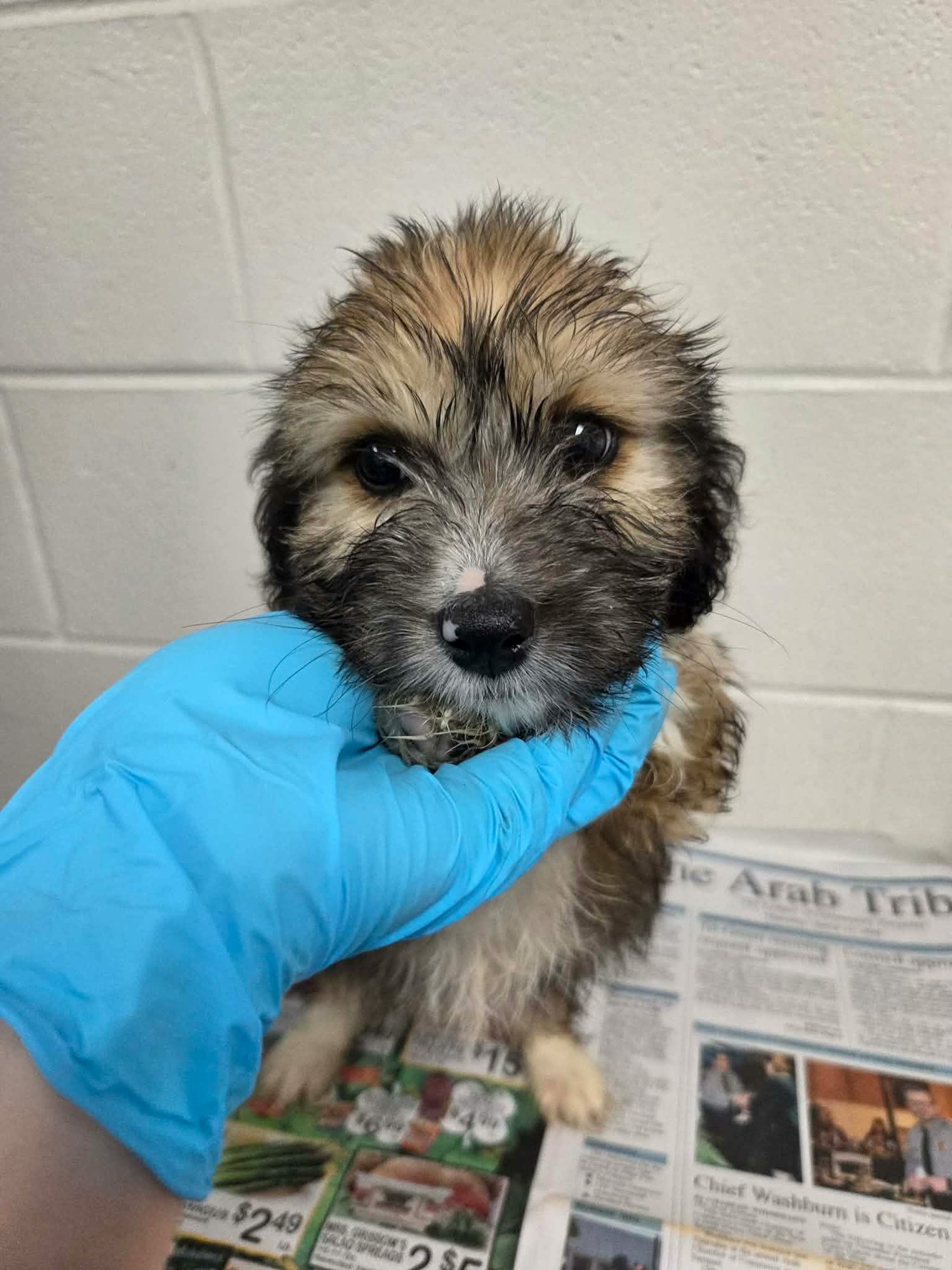 TROY (NY-SARAH) - Dachshund / Terrier available for adoption