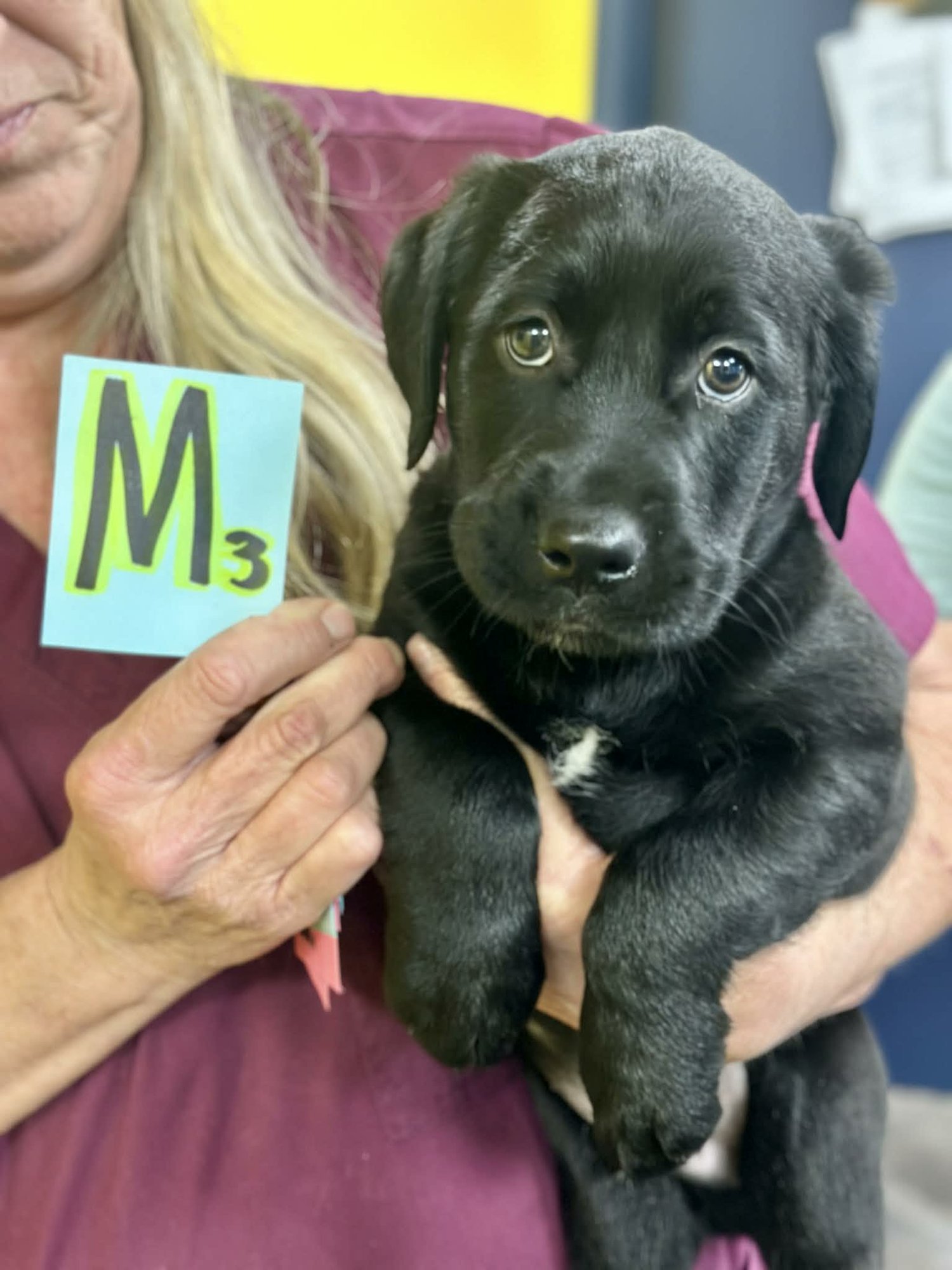 NELSON (NY-SHARI) - Labrador Retriever / Golden Retriever available for adoption