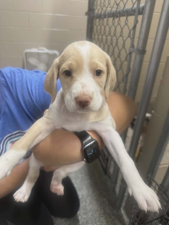 Trixie (NY-Lia) *Smyrna-NY* Image