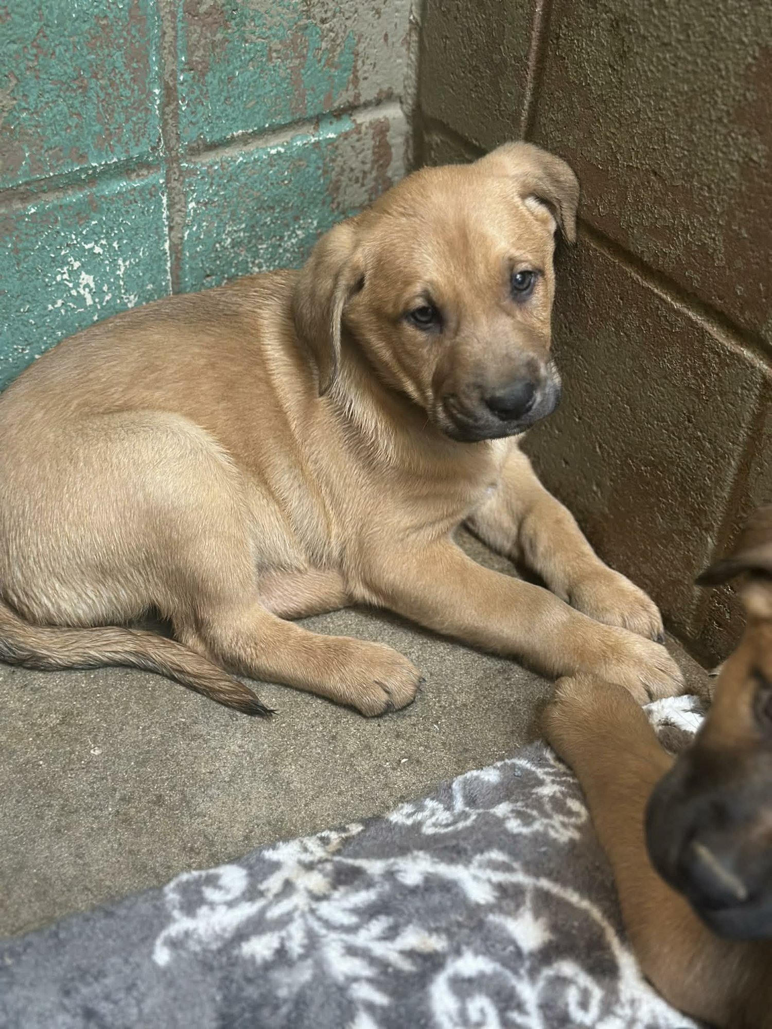 CHASE (NY-SARAH) - German Shepherd Dog / Golden Retriever available for adoption
