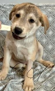 NAVY (NY-SARAH) - Husky / Labrador Retriever available for adoption