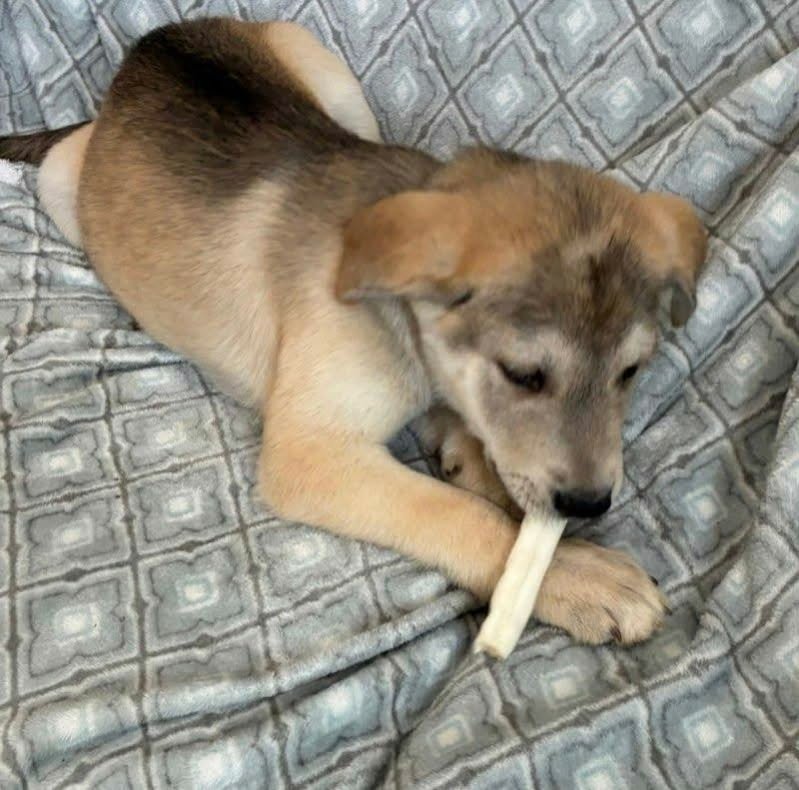 NAVY (NY-SARAH) - Husky / Labrador Retriever available for adoption