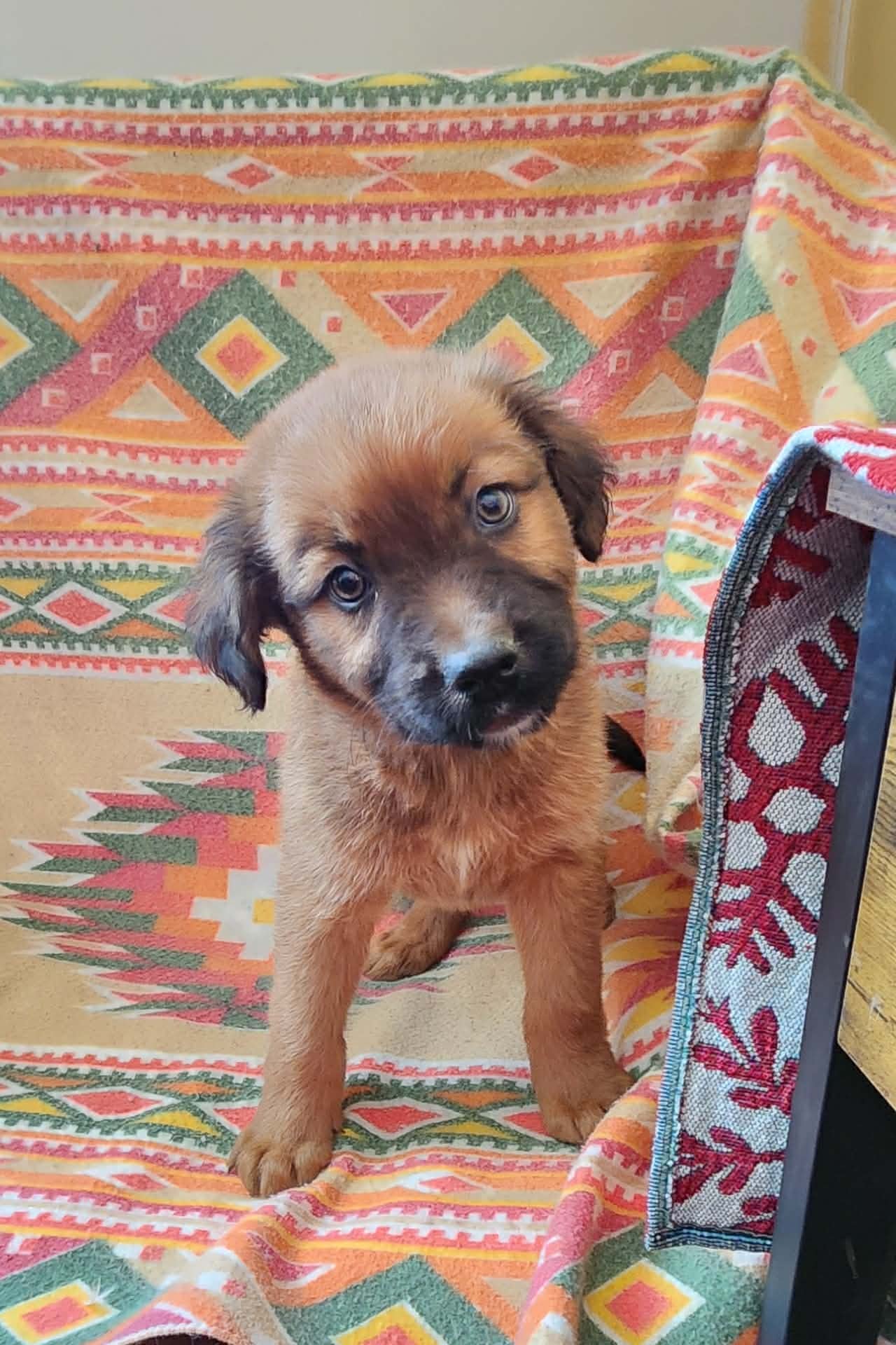 ECHO (NY-SHARI) - German Shepherd Dog / Labrador Retriever available for adoption