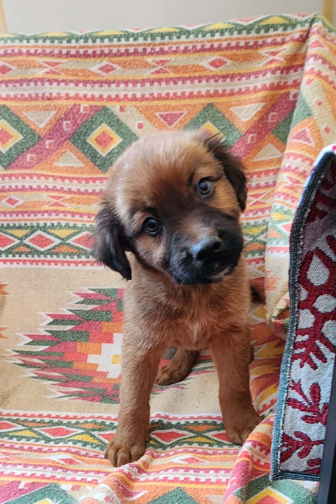 ECHO (NY-SHARI) - German Shepherd Dog / Labrador Retriever available for adoption