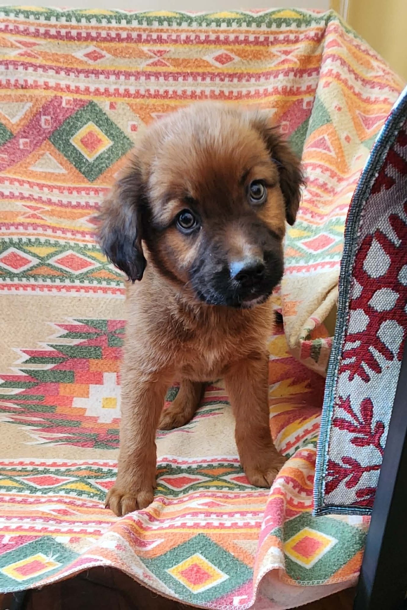 Echo (NY-Shari) - Photo 3