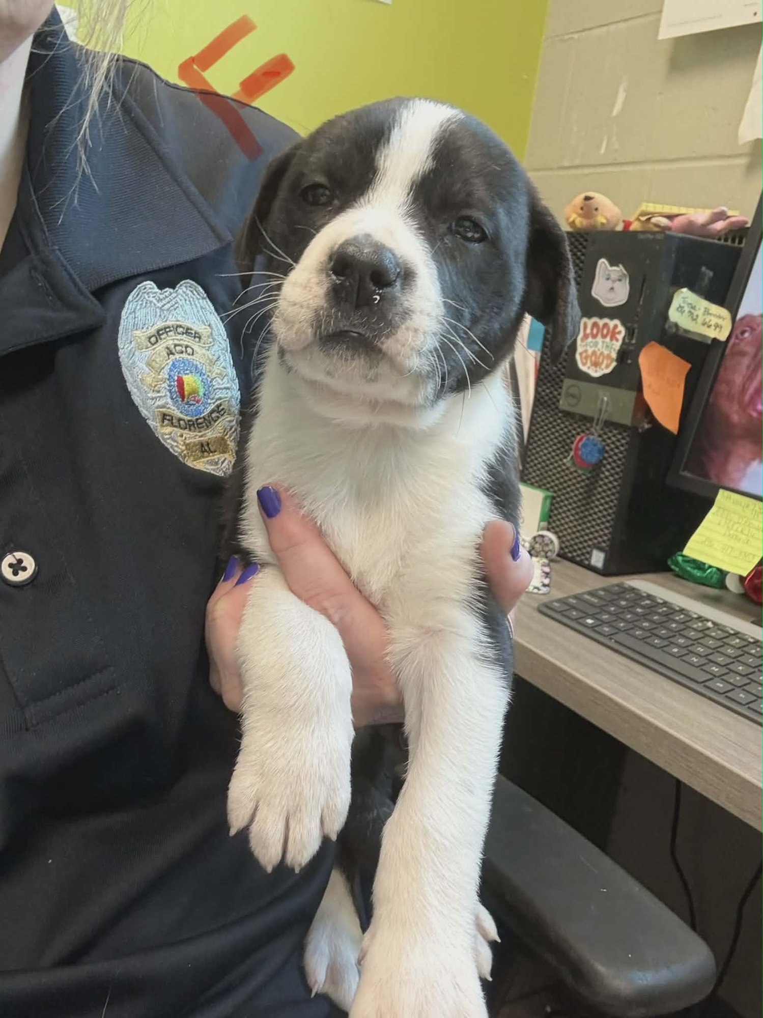 KIRA (NY-SARAH) *VESTAL NY* - Labrador Retriever / Australian Shepherd available for adoption