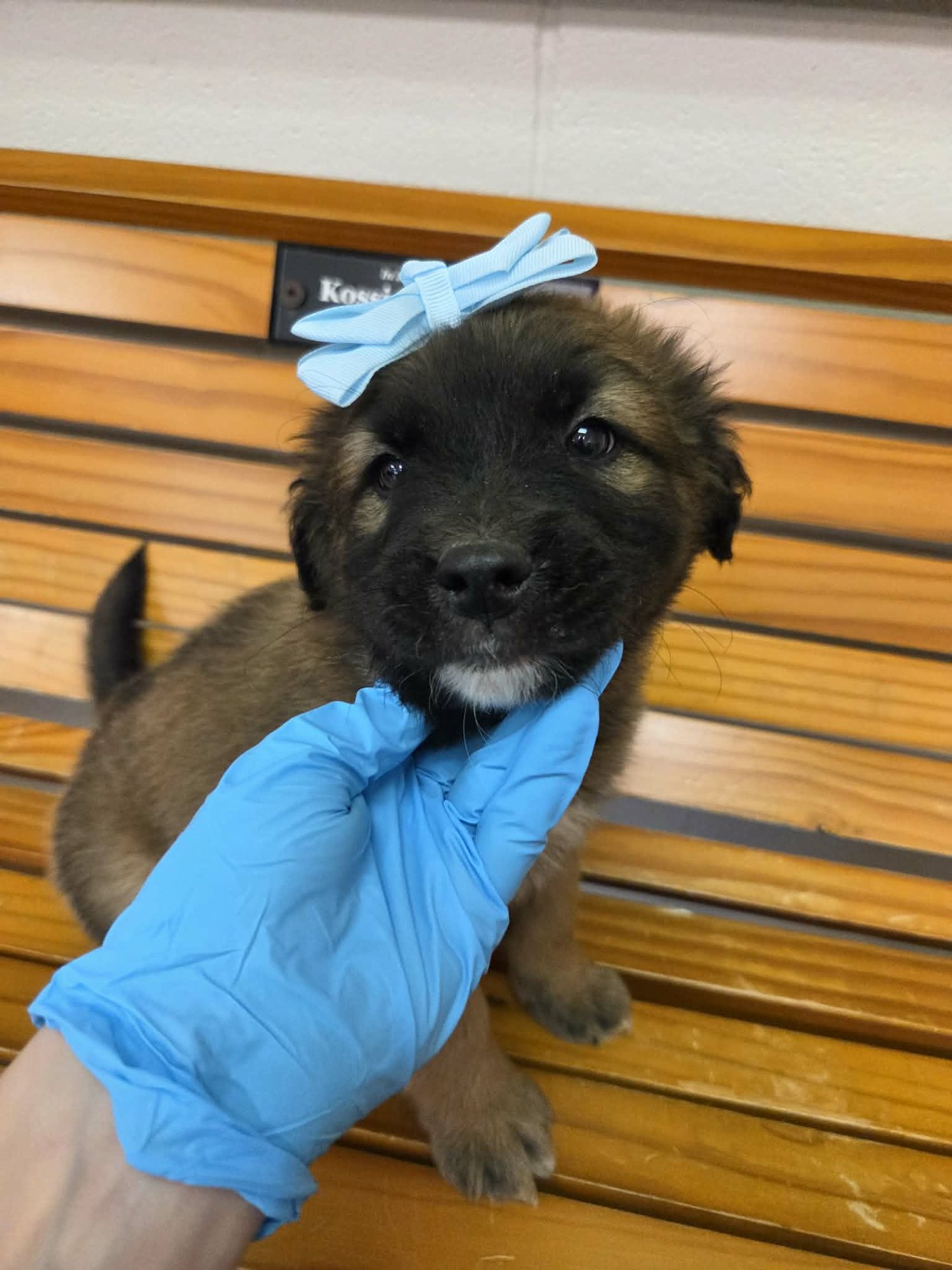 COLE (NY-SHARI) - Labrador Retriever / German Shepherd Dog available for adoption