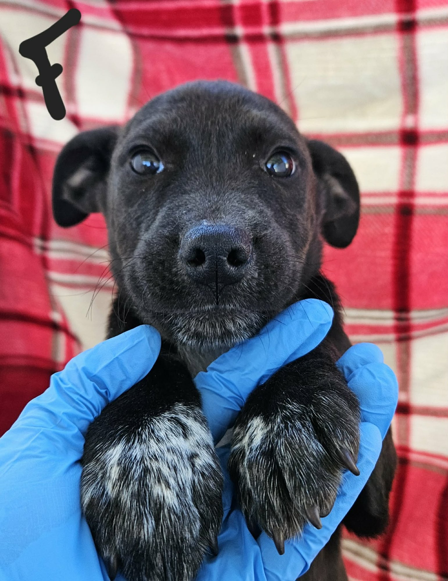 LOTTIE (NY-EMILY) - Labrador Retriever available for adoption
