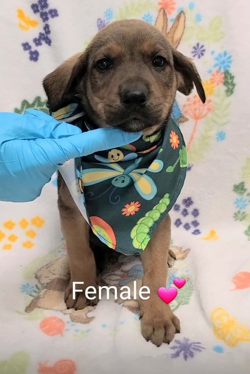 RITA (NY-LIA) *YORKVILLE-NY* - Labrador Retriever available for adoption