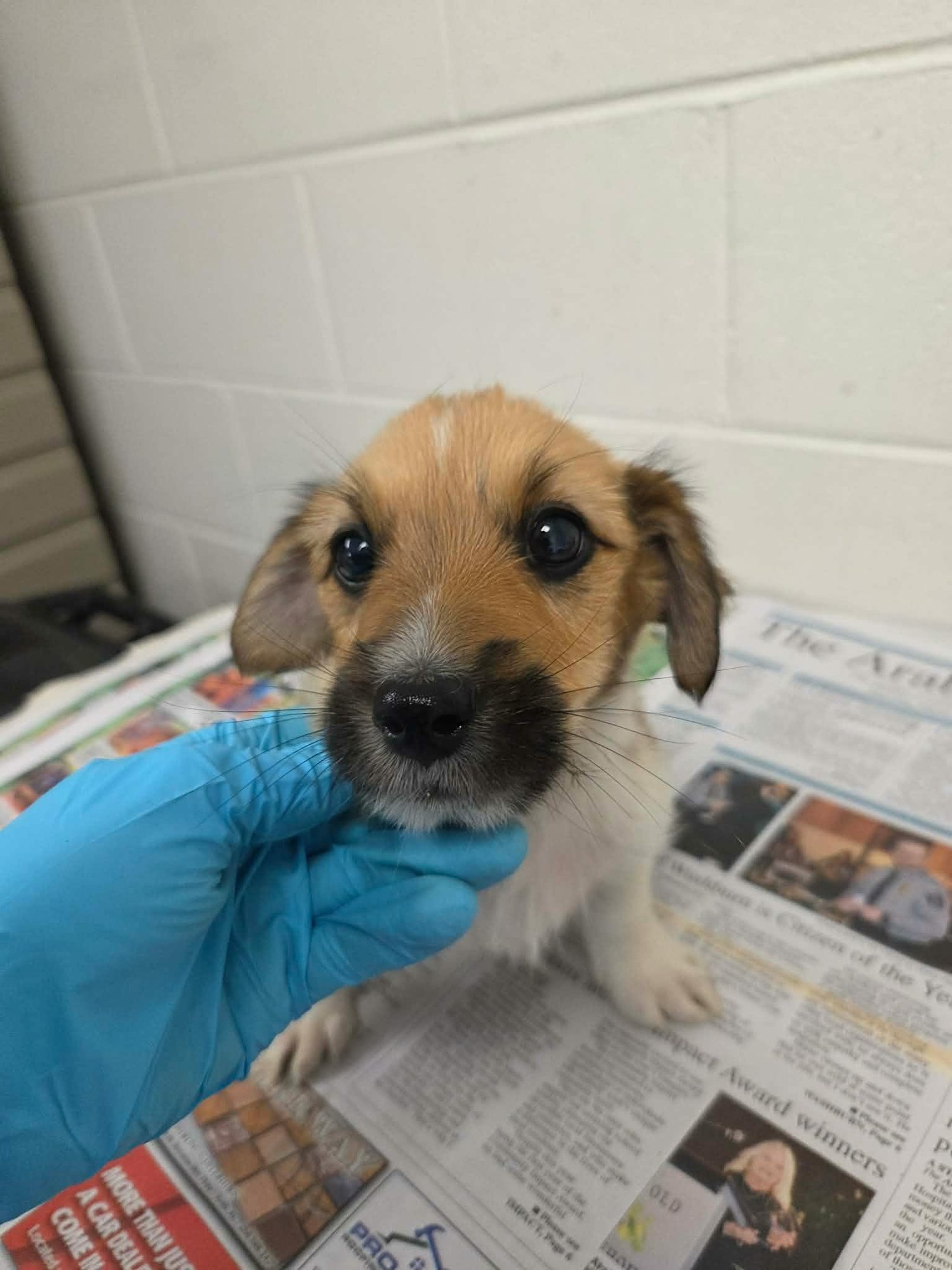 TOBY (NY-SARAH) - Dachshund / Terrier available for adoption