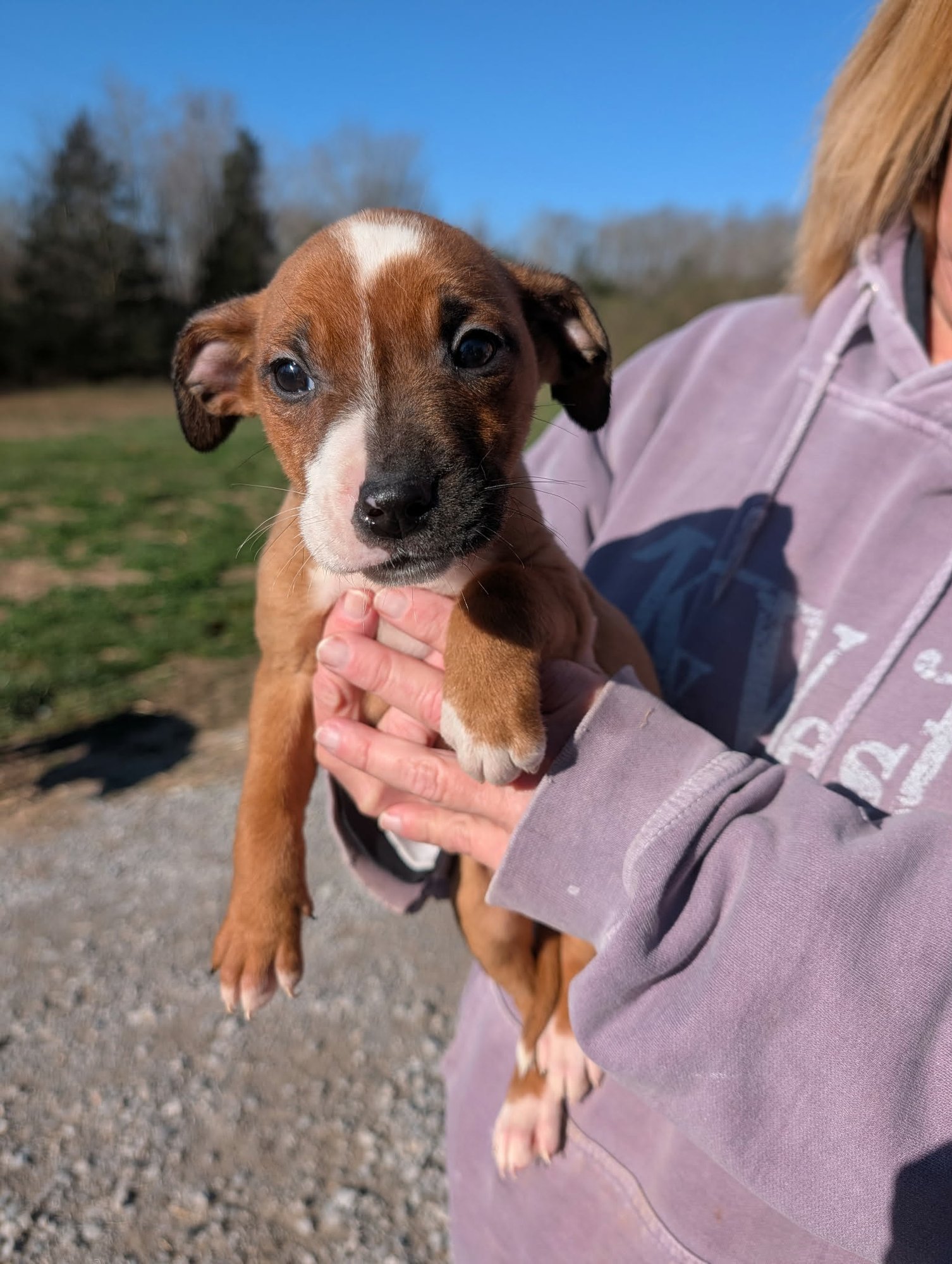 IRIS (NY-SHARI) - Pit Bull Terrier available for adoption
