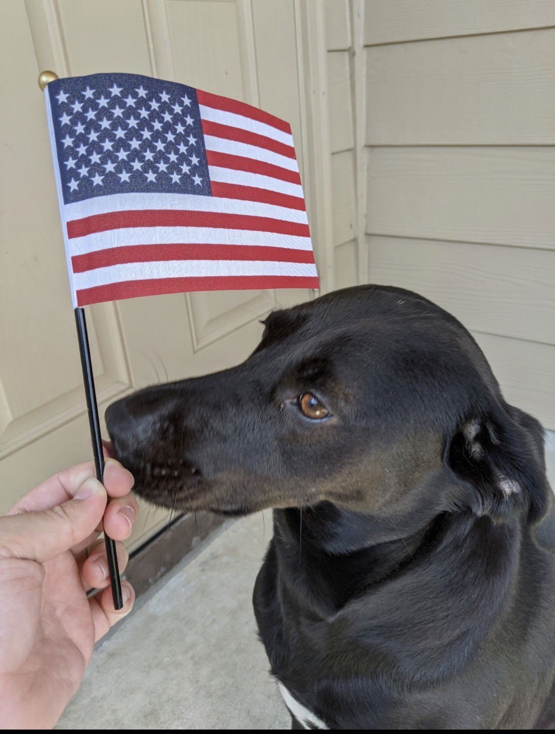 STONEY *COURTESY POST* (NEW YORK CITY NY) - Labrador Retriever available for adoption