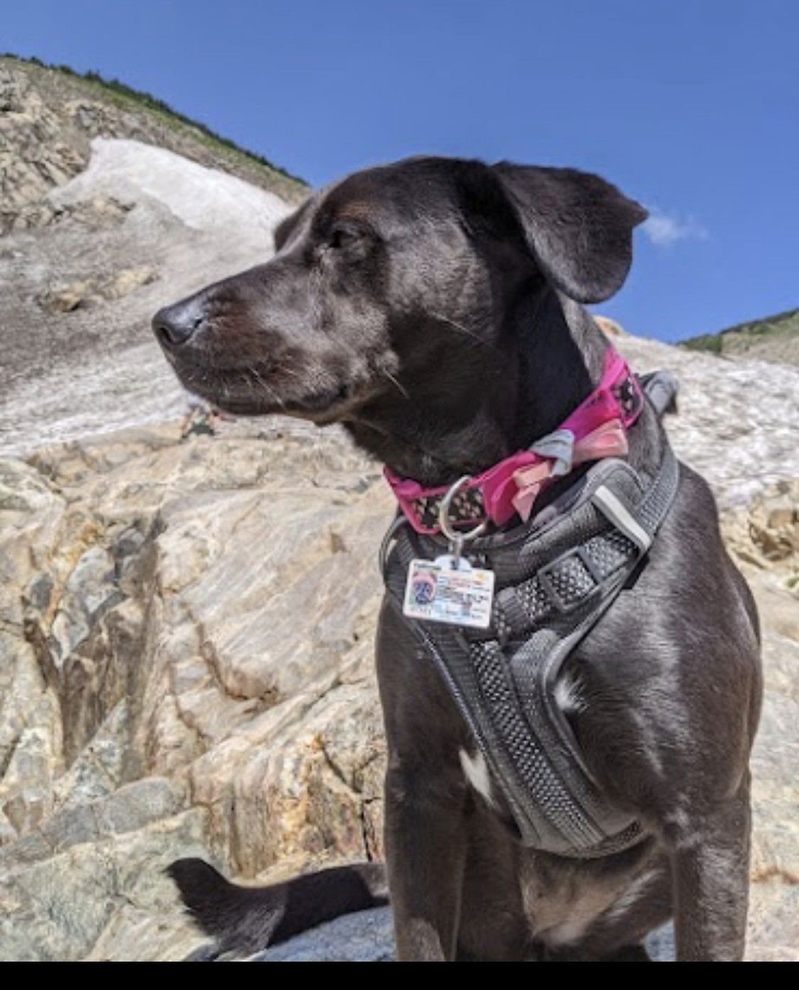 STONEY *COURTESY POST* (NEW YORK CITY NY) - Labrador Retriever available for adoption