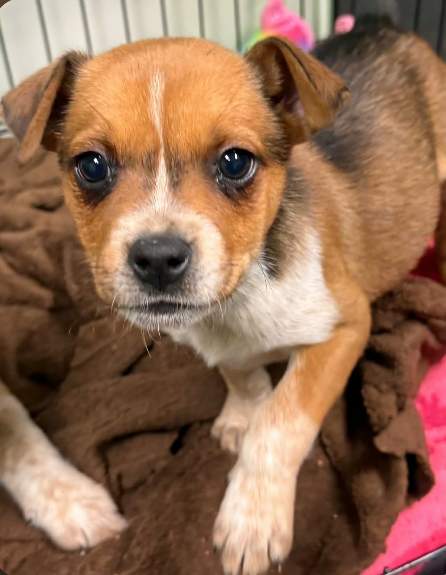 POLO (NY-LIA) *YORKVILLE-NY* - Australian Shepherd available for adoption