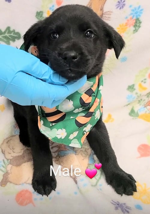 ROCKY (NY-LIA) *YORKVILLE-NY* - Labrador Retriever available for adoption