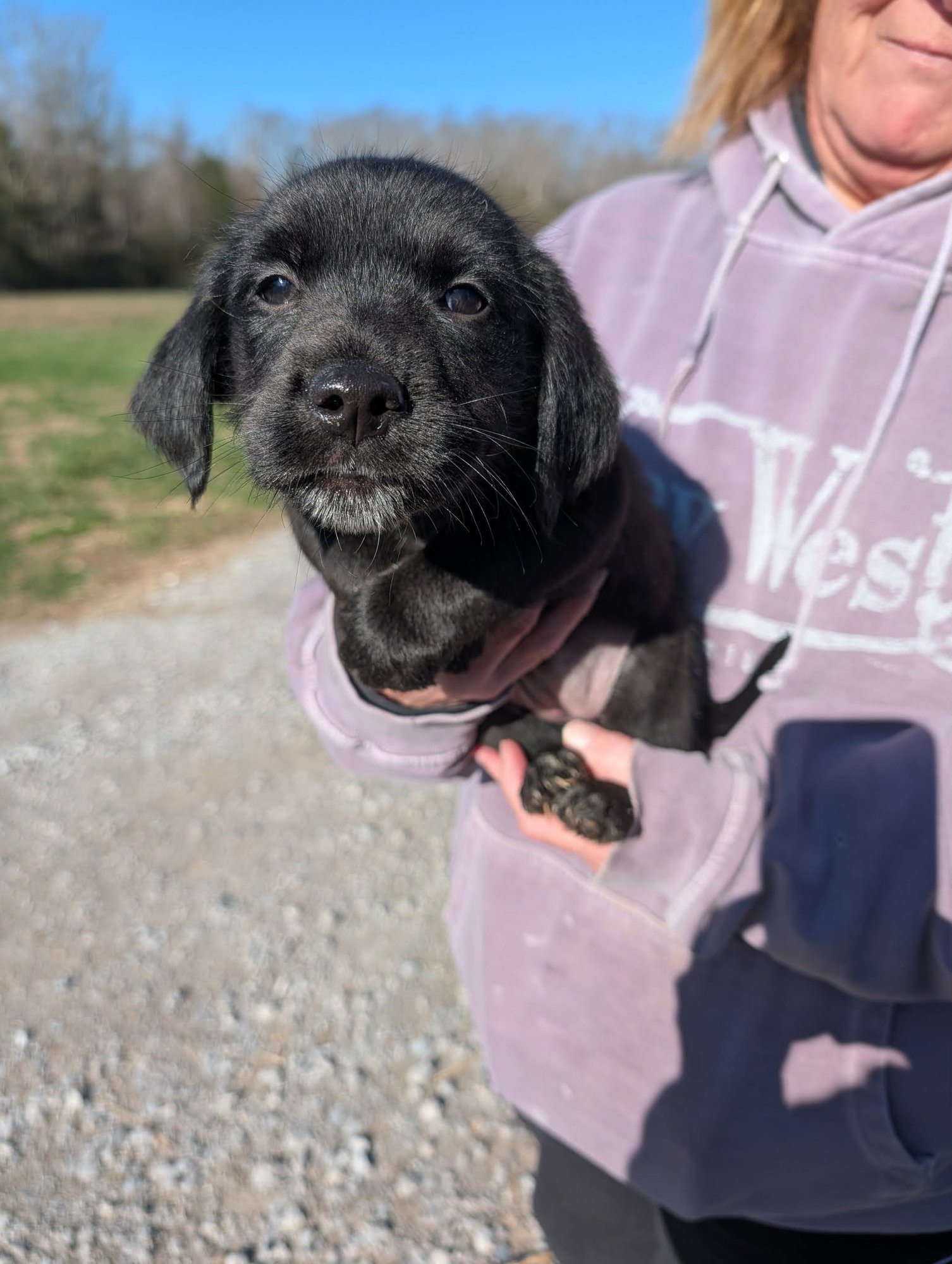 FIONA (NY-SHARI) - Labrador Retriever / Golden Retriever available for adoption