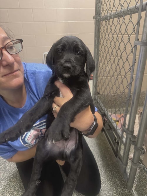 TURBO (NY-LIA) *SMYRNA-NY* - Labrador Retriever / Poodle (Standard) available for adoption