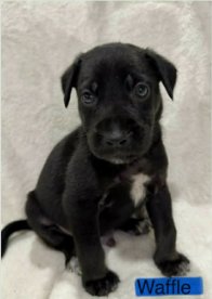WAFFLE (NY-SARAH) - Labrador Retriever available for adoption
